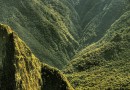 Gesunde Naturheilmittel aus den Wäldern Perus